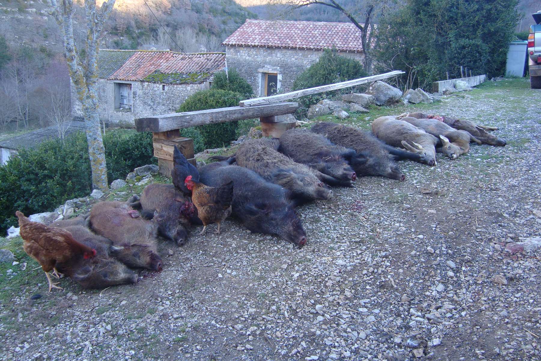 Battue au Roc Nantais du 11/01/2020