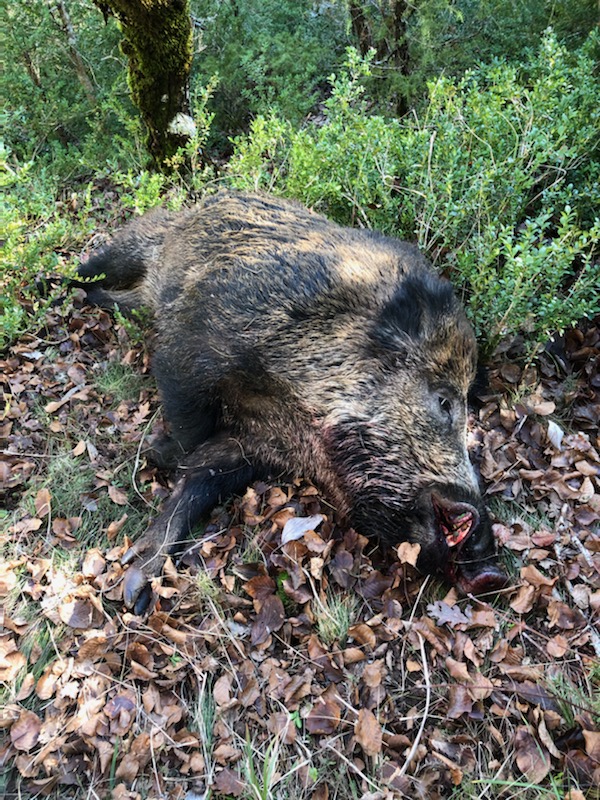 Battue à Vellas le 28/12/2019