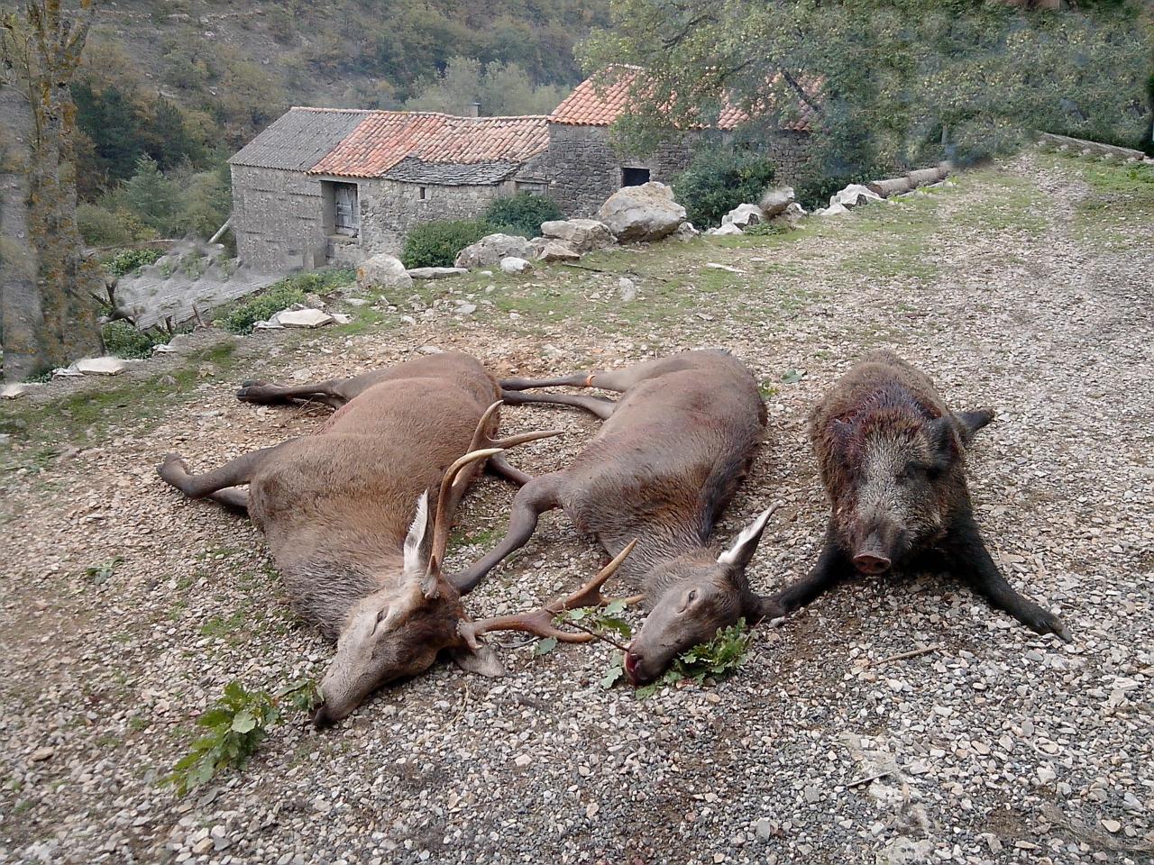 Doublé cerf - biche de Chany + sanglier Laurents N.